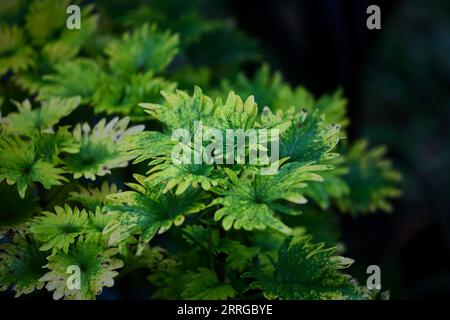 Vista ravvicinata delle foglie di Coleus Foto Stock