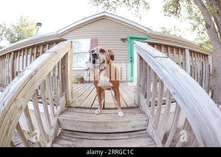 Il vecchio Boxer Mix Dog davanti a casa Foto Stock