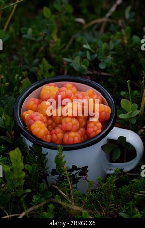 tazza in smalto bianco riempita di lamponi Foto Stock