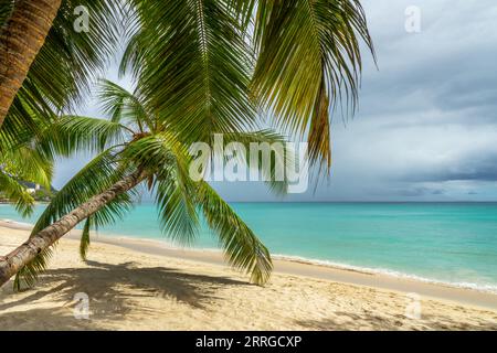 Palma da cocco sulla spiaggia tropicale di sabbia perfetta di Beau Vallon sull'isola di Mahé, Seychelles Foto Stock