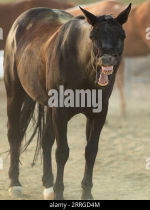 Cavallo nero vicino allo spettatore dal paddock verticale Foto Stock