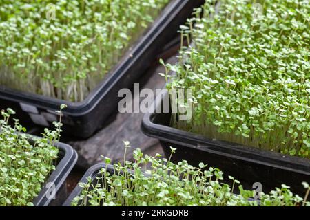 Micro green in vassoi per la coltivazione Foto Stock