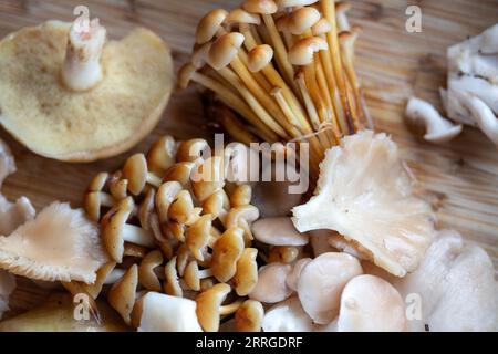 Un assortimento di funghi selvatici foraggiati Foto Stock