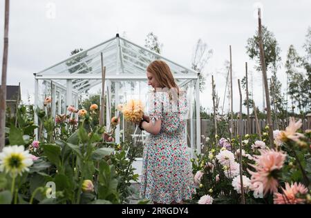 Bella donna che prende Dahlia dal suo giardino Foto Stock