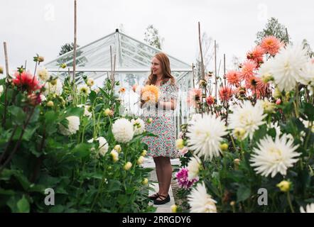 Bella donna che prende Dahlia dal suo giardino in Svezia Foto Stock