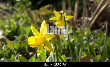 Bellissimo fiore giallo narciso a Pasqua con sfondo morbido Foto Stock