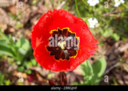 Singolo fiore tulipano di colore rosso arancio e giallo su sfondo verde - fuoco selettivo Foto Stock