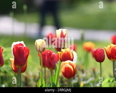 220506 -- BERLINO, 6 maggio 2022 -- foto scattata il 6 maggio 2022 mostra tulipani al Britzer Garten di Berlino, capitale della Germania. GERMANIA-BERLINO-SCENARIO RenxPengfei PUBLICATIONxNOTxINxCHN Foto Stock