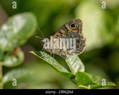 La farfalla Wall Brown riposa con le ali chiuse Foto Stock