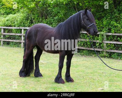 Una razza rara di pony di Dales neri in un paddock. Foto Stock