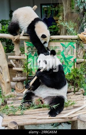 Bilder des Jahres 2022, Entertainment 05 mai Entertainment Themen der Woche KW21 Entertainment Bilder des Tages 220525 -- KUALA LUMPUR, 25 maggio 2022 -- Giant panda cub Sheng Yi Upper e sua madre Liang Liang giocano allo Zoo Negara vicino a Kuala Lumpur, Malesia, 25 maggio 2022. Il terzo cucciolo di panda gigante di razza locale nato nel maggio dello scorso anno in Malesia è ufficialmente chiamato Sheng Yi, che significa pace e amicizia. Il nome indica anche il desiderio del governo malese di rafforzare i suoi legami diplomatici con la Cina, secondo un comunicato stampa del Ministro dell'energia e delle risorse naturali di ma Foto Stock