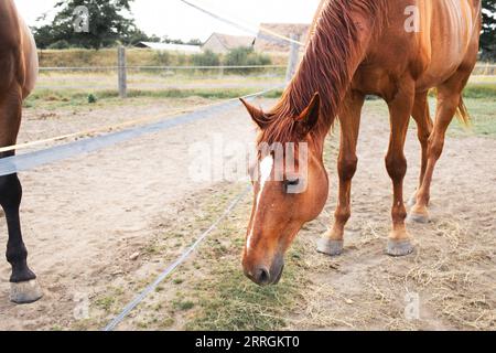 Cavalli all'interno del recinto su prato erboso.scuola di equitazione. Foto di alta qualità Foto Stock