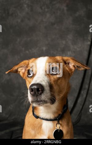 Mumbai, India 7 settembre 2023 Un ritratto di cane di razza Indie di colore arancione e bianco con occhi acquosi che guardano curiosamente da qualche parte con sfondo scuro Foto Stock