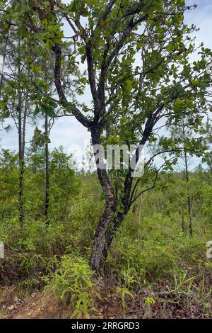 Anacardio selvatico, Anacardium excelsum, nella riserva di Mountain Pine Ridge nel distretto di Cayo, Belize. Foto Stock