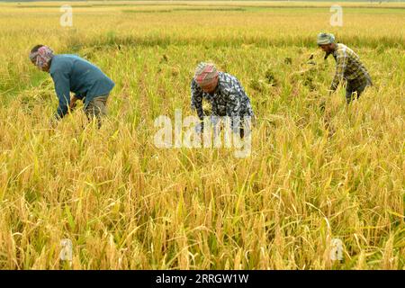 220531 -- NILPHAMARI, 31 maggio 2022 -- gli agricoltori raccolgono riso in una risaia a Nilphamari, Bangladesh, il 17 maggio 2022. Monga è un termine bengalese usato dagli agricoltori per indicare l'eterno ciclo annuale di povertà e abbondanza. Quando è la stagione giusta, CE n'è per tutti. Quando le cose sono difficili, tutti soffrono. Le sementi cinesi sono essenziali per l'ambizione del Bangladesh di essere autosufficienti nella produzione di riso. Caratteristiche: Battling monga -- ibridi di riso cinesi che riempiono pance bengalesi BANGLADESH-NILPHAMARI-IBRIDI DI RISO CINESI Salim PUBLICATIONxNOTxINxCHN Foto Stock