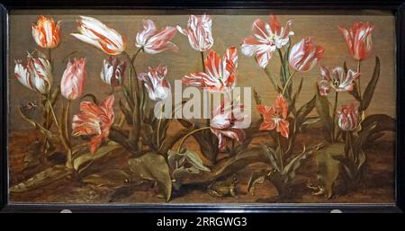 Letto di tulipani (1638) di Jacob Gerritsz. Cuyp (1594-1652).pittore olandese di paesaggi e ritratti di Dordrecht, Paesi Bassi Foto Stock