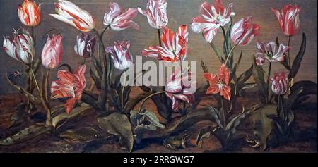 Letto di tulipani (1638) di Jacob Gerritsz. Cuyp (1594-1652).pittore olandese di paesaggi e ritratti di Dordrecht, Paesi Bassi Foto Stock