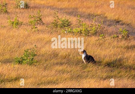 Bella foto di un gatto seduto su un prato durante il tramonto Foto Stock