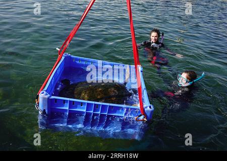 220607 -- HADERA, 7 giugno 2022 -- i membri dello staff preparano una tartaruga marina per l'esame del sangue al Centro di salvataggio delle tartarughe marine israeliane vicino alla città di Hadera settentrionale israeliana il 6 giugno 2022. L'Israel Sea Turtle Rescue Center è stato fondato nel 1999 dall'Israel Nature and Parks Authority con l'obiettivo di riabilitare le tartarughe marine ferite e riportarle in natura dopo il loro recupero. Sin dalla sua fondazione, il centro ha curato più di 700 persone e circa il 70% di esse è stato rilasciato in mare aperto. ISRAELE-HADERA-SEA TURTLE RESCUE CENTER WANGXZHUOLUN PUBLICATIONXNOTXINXCH Foto Stock