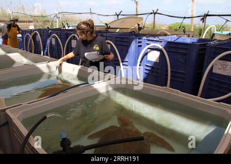 220607 -- HADERA, 7 giugno 2022 -- Un membro dello staff controlla la temperatura delle cisterne d'acqua che ospitano tartarughe marine ferite al Centro di salvataggio delle tartarughe marine israeliane vicino alla città israeliana settentrionale di Hadera il 6 giugno 2022. L'Israel Sea Turtle Rescue Center è stato fondato nel 1999 dall'Israel Nature and Parks Authority con l'obiettivo di riabilitare le tartarughe marine ferite e riportarle in natura dopo il loro recupero. Sin dalla sua fondazione, il centro ha curato più di 700 persone e circa il 70% di esse è stato rilasciato in mare aperto. ISRAELE-HADERA-SEA TURTLE RESCUE CENTER SHAN Foto Stock