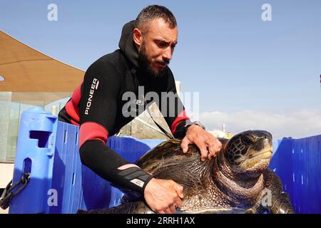 220607 -- HADERA, 7 giugno 2022 -- Un membro dello staff prepara una tartaruga marina per l'esame del sangue al Centro israeliano di salvataggio delle tartarughe marine vicino alla città israeliana settentrionale di Hadera il 6 giugno 2022. L'Israel Sea Turtle Rescue Center è stato fondato nel 1999 dall'Israel Nature and Parks Authority con l'obiettivo di riabilitare le tartarughe marine ferite e riportarle in natura dopo il loro recupero. Sin dalla sua fondazione, il centro ha curato più di 700 persone e circa il 70% di esse è stato rilasciato in mare aperto. ISRAELE-HADERA-SEA TURTLE RESCUE CENTER WANGXZHUOLUN PUBLICATIONXNOTXINX Foto Stock