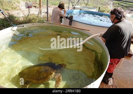 220607 -- HADERA, 7 giugno 2022 -- Un membro dello staff pulisce un serbatoio d'acqua che ospita una tartaruga di mare ferita al Centro di salvataggio delle tartarughe marine israeliane vicino alla città israeliana settentrionale di Hadera il 6 giugno 2022. L'Israel Sea Turtle Rescue Center è stato fondato nel 1999 dall'Israel Nature and Parks Authority con l'obiettivo di riabilitare le tartarughe marine ferite e riportarle in natura dopo il loro recupero. Sin dalla sua fondazione, il centro ha curato più di 700 persone e circa il 70% di esse è stato rilasciato in mare aperto. ISRAELE-HADERA-SEA TURTLE RESCUE CENTER WANGXZHUOLUN PU Foto Stock