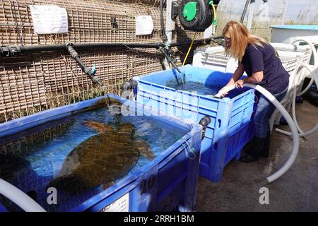 220607 -- HADERA, 7 giugno 2022 -- Un membro dello staff pulisce i serbatoi d'acqua che ospitano tartarughe marine ferite al Centro di salvataggio delle tartarughe marine israeliane vicino alla città israeliana settentrionale di Hadera il 6 giugno 2022. L'Israel Sea Turtle Rescue Center è stato fondato nel 1999 dall'Israel Nature and Parks Authority con l'obiettivo di riabilitare le tartarughe marine ferite e riportarle in natura dopo il loro recupero. Sin dalla sua fondazione, il centro ha curato più di 700 persone e circa il 70% di esse è stato rilasciato in mare aperto. ISRAELE-HADERA-SEA TURTLE RESCUE CENTER WANGXZHUOLUN PUBLIC Foto Stock