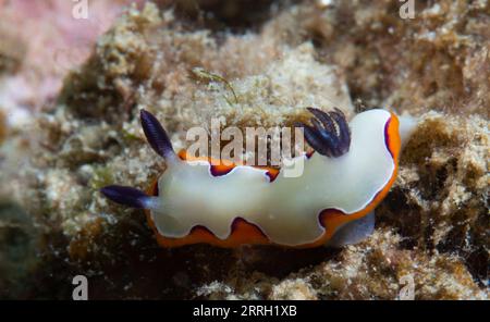 220608 -- LINGSHUI, 8 giugno 2022 -- foto scattata il 27 maggio 2022 mostra creature marine nelle acque dell'isola di Fenjiezhou nella provincia di Hainan, Cina meridionale. L'8 giugno è la giornata mondiale degli oceani. Per proteggere l'ecologia subacquea locale, le autorità della zona panoramica di Fenjiezhou, insieme ai ricercatori oceanici e della pesca, hanno coltivato e trapiantato coralli dal 2004. Dopo anni di protezione e restauro, il tasso di copertura corallina delle acque dell'isola di Fenjiezhou è aumentato. Il miglioramento dell'ecosistema sottomarino ha attratto più creature marine. CINA-HAINAN-MONDO OCEANO PROTEZIONE GIORNO-CORALLO C. Foto Stock