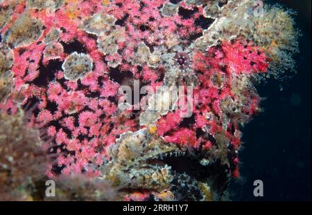 220608 -- LINGSHUI, 8 giugno 2022 -- foto scattata il 26 maggio 2022 mostra creature marine nelle acque dell'isola di Fenjiezhou nella provincia di Hainan, Cina meridionale. L'8 giugno è la giornata mondiale degli oceani. Per proteggere l'ecologia subacquea locale, le autorità della zona panoramica di Fenjiezhou, insieme ai ricercatori oceanici e della pesca, hanno coltivato e trapiantato coralli dal 2004. Dopo anni di protezione e restauro, il tasso di copertura corallina delle acque dell'isola di Fenjiezhou è aumentato. Il miglioramento dell'ecosistema sottomarino ha attratto più creature marine. CINA-HAINAN-MONDO OCEANO PROTEZIONE GIORNO-CORALLO C. Foto Stock