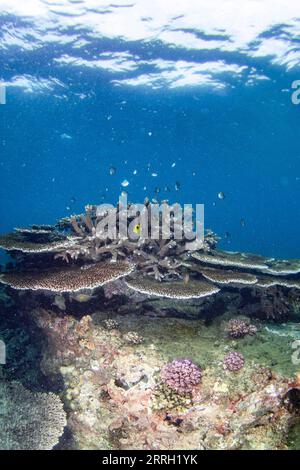 220608 -- LINGSHUI, 8 giugno 2022 -- foto scattata l'8 giugno 2022 mostra i coralli nelle acque dell'isola di Fenjiezhou nella provincia di Hainan, Cina meridionale. L'8 giugno è la giornata mondiale degli oceani. Per proteggere l'ecologia subacquea locale, le autorità della zona panoramica di Fenjiezhou, insieme ai ricercatori oceanici e della pesca, hanno coltivato e trapiantato coralli dal 2004. Dopo anni di protezione e restauro, il tasso di copertura corallina delle acque dell'isola di Fenjiezhou è aumentato. Il miglioramento dell'ecosistema sottomarino ha attratto più creature marine. CINA-HAINAN-MONDO OCEANO PROTEZIONE CORALLO CN ZHANGXLI Foto Stock