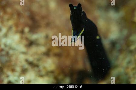 220608 -- LINGSHUI, 8 giugno 2022 -- foto scattata il 26 maggio 2022 mostra creature marine nelle acque dell'isola di Fenjiezhou nella provincia di Hainan, Cina meridionale. L'8 giugno è la giornata mondiale degli oceani. Per proteggere l'ecologia subacquea locale, le autorità della zona panoramica di Fenjiezhou, insieme ai ricercatori oceanici e della pesca, hanno coltivato e trapiantato coralli dal 2004. Dopo anni di protezione e restauro, il tasso di copertura corallina delle acque dell'isola di Fenjiezhou è aumentato. Il miglioramento dell'ecosistema sottomarino ha attratto più creature marine. CINA-HAINAN-MONDO OCEANO PROTEZIONE GIORNO-CORALLO C. Foto Stock