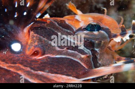 220608 -- LINGSHUI, 8 giugno 2022 -- foto scattata il 27 maggio 2022 mostra creature marine nelle acque dell'isola di Fenjiezhou nella provincia di Hainan, Cina meridionale. L'8 giugno è la giornata mondiale degli oceani. Per proteggere l'ecologia subacquea locale, le autorità della zona panoramica di Fenjiezhou, insieme ai ricercatori oceanici e della pesca, hanno coltivato e trapiantato coralli dal 2004. Dopo anni di protezione e restauro, il tasso di copertura corallina delle acque dell'isola di Fenjiezhou è aumentato. Il miglioramento dell'ecosistema sottomarino ha attratto più creature marine. CINA-HAINAN-MONDO OCEANO PROTEZIONE GIORNO-CORALLO C. Foto Stock