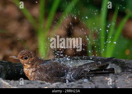Londra, Regno Unito. 8 settembre 2023. Quando le temperature nel sud dell'Inghilterra passano di 30 gradi per il quarto giorno consecutivo, un giovane uccello nero si raffredda spruzzando in un bagno di uccelli a Clapham. Crediti: Anna Watson/Alamy Live News Foto Stock