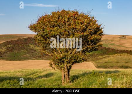 Un paesaggio rurale del Sussex con un albero di biancospino con bacche in primo piano Foto Stock