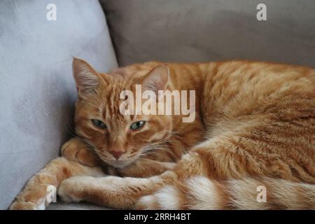 Gatto assonnato arancione tabby Foto Stock