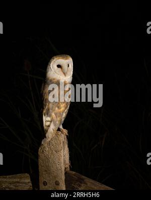 barn owl on post Foto Stock