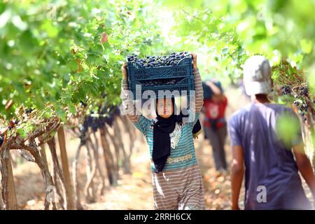 220616 -- MENOUFIA EGITTO, 16 giugno 2022 -- Una donna porta uva appena raccolta in una fattoria nella provincia di Menoufia, Egitto, il 16 giugno 2022. EGITTO-MENOUFIA-VENDEMMIA AhmedxGomaa PUBLICATIONxNOTxINxCHN Foto Stock
