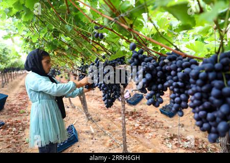 220616 -- MENOUFIA EGITTO, 16 giugno 2022 -- Una donna raccoglie uva in una fattoria nella provincia di Menoufia, Egitto, il 16 giugno 2022. EGITTO-MENOUFIA-VENDEMMIA AhmedxGomaa PUBLICATIONxNOTxINxCHN Foto Stock