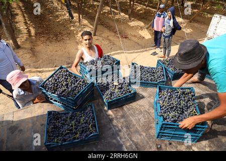 220616 -- MENOUFIA EGYPT, 16 giugno 2022 -- le persone raccolgono uva appena vendemmiata in una fattoria nella provincia di Menoufia, Egitto, il 16 giugno 2022. EGITTO-MENOUFIA-VENDEMMIA AhmedxGomaa PUBLICATIONxNOTxINxCHN Foto Stock