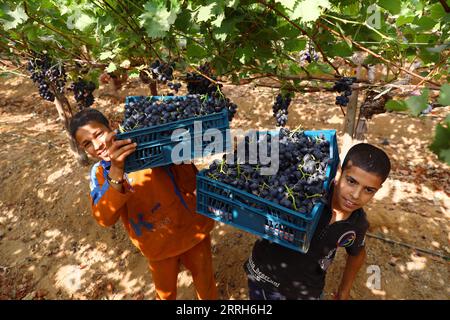 220616 -- MENOUFIA EGITTO, 16 giugno 2022 -- i ragazzi aiutano a raccogliere l'uva in un'azienda nella provincia di Menoufia, Egitto, il 16 giugno 2022. EGITTO-MENOUFIA-VENDEMMIA AhmedxGomaa PUBLICATIONxNOTxINxCHN Foto Stock