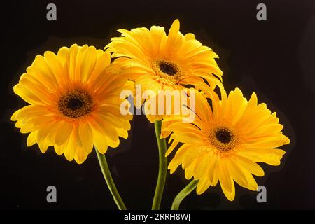 Primi piani di tre fiori gialli di gerbera su sfondo nero Foto Stock