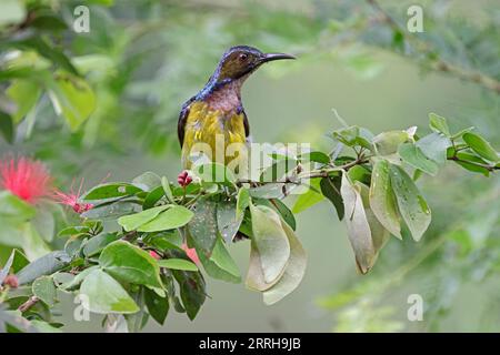 Sunbird con spalle di olive maschili a Singapore Foto Stock