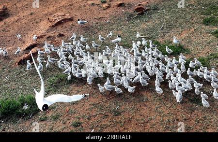 220623 -- SHENMU, 23 giugno 2022 -- foto aerea scattata il 21 giugno 2022 mostra gabbiani relitti larus relictus che abitano nella riserva naturale nazionale di Hongjiannao a Shenmu, nella provincia dello Shaanxi della Cina nordoccidentale. Più di 10.000 gull relict stanno imparando abilità di sopravvivenza come nuotare, foraggiarsi e volare nella riserva naturale nazionale di Hongjiannao. Il gabbiano relitto è sotto protezione nazionale di prima classe in Cina. CHINA-SHAANXI-SHENMU-HONGJIANNAO WETLAND-RELICT GULLS-BREEDING CN TAOXMING PUBLICATIONXNOTXINXCHN Foto Stock