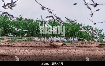 220623 -- SHENMU, 23 giugno 2022 -- gabbiani relitti adulti larus relictus e pulcini relict gull sono stati avvistati nella riserva naturale nazionale di Hongjiannao a Shenmu, nella provincia dello Shaanxi della Cina nord-occidentale, 21 giugno 2022. Più di 10.000 gull relict stanno imparando abilità di sopravvivenza come nuotare, foraggiarsi e volare nella riserva naturale nazionale di Hongjiannao. Il gabbiano relitto è sotto protezione nazionale di prima classe in Cina. CHINA-SHAANXI-SHENMU-HONGJIANNAO WETLAND-RELICT GULLS-BREEDING CN TAOXMING PUBLICATIONXNOTXINXCHN Foto Stock