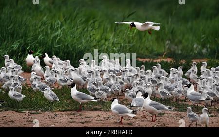 220623 -- SHENMU, 23 giugno 2022 -- un gabbiano relitto adulto larus relictus vola indietro dopo la predazione nella riserva naturale nazionale di Hongjiannao a Shenmu, provincia dello Shaanxi della Cina nord-occidentale, 20 giugno 2022. Più di 10.000 gull relict stanno imparando abilità di sopravvivenza come nuotare, foraggiarsi e volare nella riserva naturale nazionale di Hongjiannao. Il gabbiano relitto è sotto protezione nazionale di prima classe in Cina. CHINA-SHAANXI-SHENMU-HONGJIANNAO WETLAND-RELICT GULLS-BREEDING CN TAOXMING PUBLICATIONXNOTXINXCHN Foto Stock