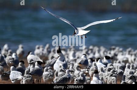 220623 -- SHENMU, 23 giugno 2022 -- un gabbiano relitto adulto larus relictus vola nella riserva naturale nazionale di Hongjiannao a Shenmu, nella provincia dello Shaanxi della Cina nordoccidentale, 22 giugno 2022. Più di 10.000 gull relict stanno imparando abilità di sopravvivenza come nuotare, foraggiarsi e volare nella riserva naturale nazionale di Hongjiannao. Il gabbiano relitto è sotto protezione nazionale di prima classe in Cina. CHINA-SHAANXI-SHENMU-HONGJIANNAO WETLAND-RELICT GULLS-BREEDING CN TAOXMING PUBLICATIONXNOTXINXCHN Foto Stock