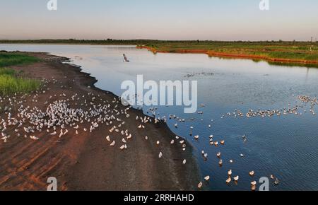 220623 -- SHENMU, 23 giugno 2022 -- foto aerea scattata il 23 giugno 2022 mostra l'isola degli uccelli all'alba nella riserva naturale nazionale di Hongjiannao a Shenmu, nella provincia dello Shaanxi della Cina nordoccidentale. Più di 10.000 gull relict stanno imparando abilità di sopravvivenza come nuotare, foraggiarsi e volare nella riserva naturale nazionale di Hongjiannao. Il gabbiano relitto è sotto protezione nazionale di prima classe in Cina. CHINA-SHAANXI-SHENMU-HONGJIANNAO WETLAND-RELICT GULLS-BREEDING CN TAOXMING PUBLICATIONXNOTXINXCHN Foto Stock