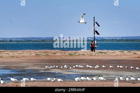 220623 -- SHENMU, 23 giugno 2022 -- i membri del personale controllano le attrezzature di monitoraggio mentre pattugliano l'isola degli uccelli della riserva naturale nazionale di Hongjiannao a Shenmu, provincia dello Shaanxi della Cina nord-occidentale, 22 giugno 2022. Più di 10.000 gull relict stanno imparando abilità di sopravvivenza come nuotare, foraggiarsi e volare nella riserva naturale nazionale di Hongjiannao. Il gabbiano relitto è sotto protezione nazionale di prima classe in Cina. CHINA-SHAANXI-SHENMU-HONGJIANNAO WETLAND-RELICT GULLS-BREEDING CN TAOXMING PUBLICATIONXNOTXINXCHN Foto Stock