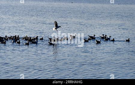 220623 -- SHENMU, 23 giugno 2022 -- i pulcini relict Gull larus relictus sono addestrati a nuotare nel lago della riserva naturale nazionale di Hongjiannao a Shenmu, nella provincia dello Shaanxi della Cina nord-occidentale, 23 giugno 2022. Più di 10.000 gull relict stanno imparando abilità di sopravvivenza come nuotare, foraggiarsi e volare nella riserva naturale nazionale di Hongjiannao. Il gabbiano relitto è sotto protezione nazionale di prima classe in Cina. CHINA-SHAANXI-SHENMU-HONGJIANNAO WETLAND-RELICT GULLS-BREEDING CN TAOXMING PUBLICATIONXNOTXINXCHN Foto Stock