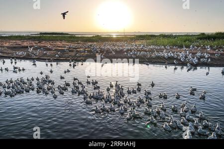 220623 -- SHENMU, 23 giugno 2022 -- foto aerea scattata il 23 giugno 2022 mostra l'isola degli uccelli all'alba nella riserva naturale nazionale di Hongjiannao a Shenmu, nella provincia dello Shaanxi della Cina nordoccidentale. Più di 10.000 gull relict stanno imparando abilità di sopravvivenza come nuotare, foraggiarsi e volare nella riserva naturale nazionale di Hongjiannao. Il gabbiano relitto è sotto protezione nazionale di prima classe in Cina. CHINA-SHAANXI-SHENMU-HONGJIANNAO WETLAND-RELICT GULLS-BREEDING CN TAOXMING PUBLICATIONXNOTXINXCHN Foto Stock